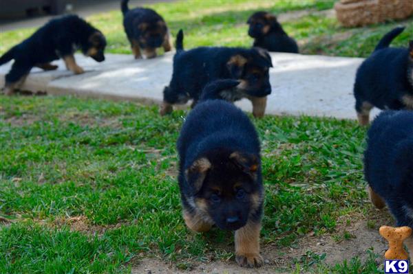 german shepherd puppy posted by Judy Smithson